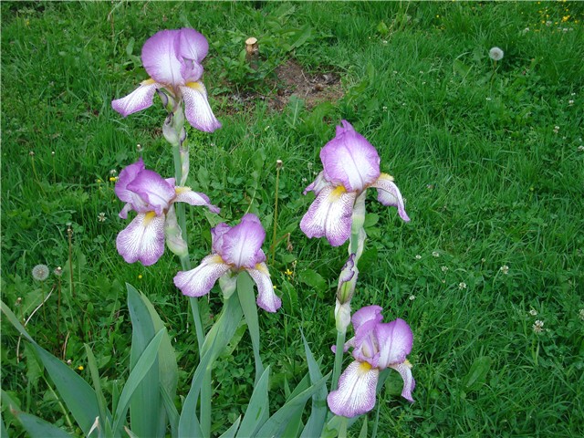 danas